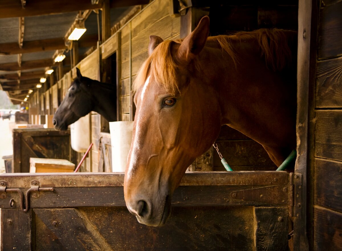 Paardenstal3.jpg