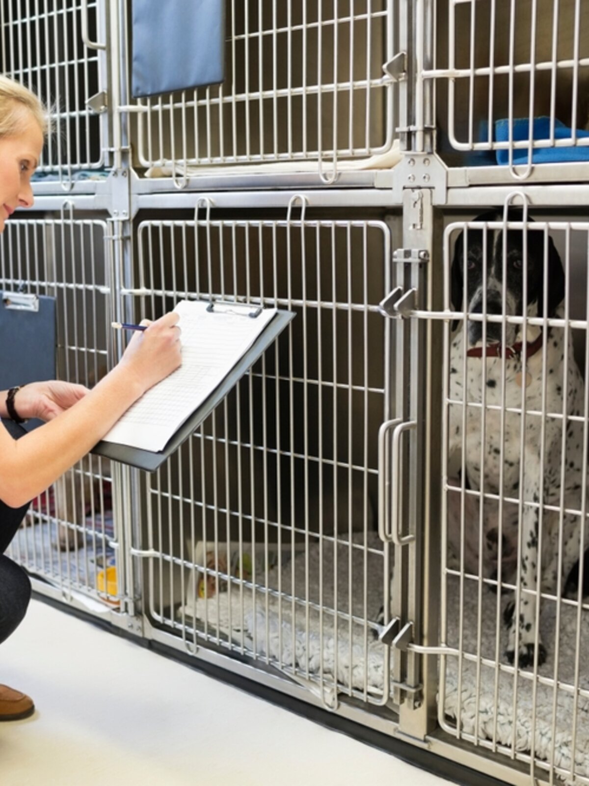 FokkerijHOnden5.jpg FokkerijHOnden5.jpg