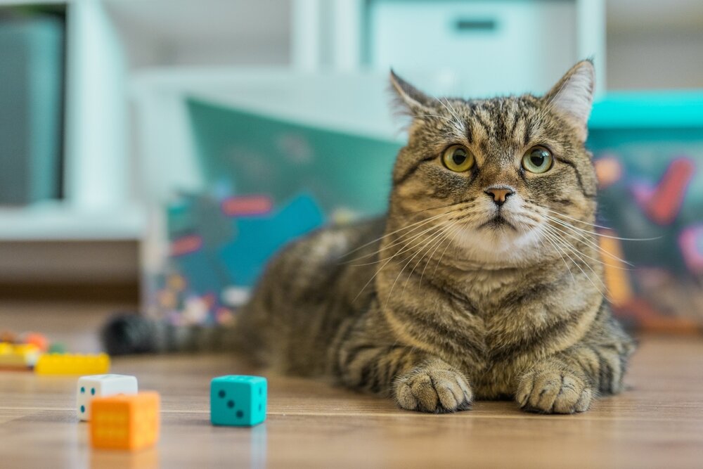 FokkerijKatten4.jpg FokkerijKatten4.jpg