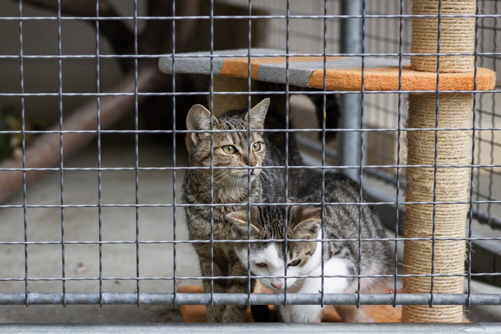 FokkerijKatten1.jpg FokkerijKatten1.jpg